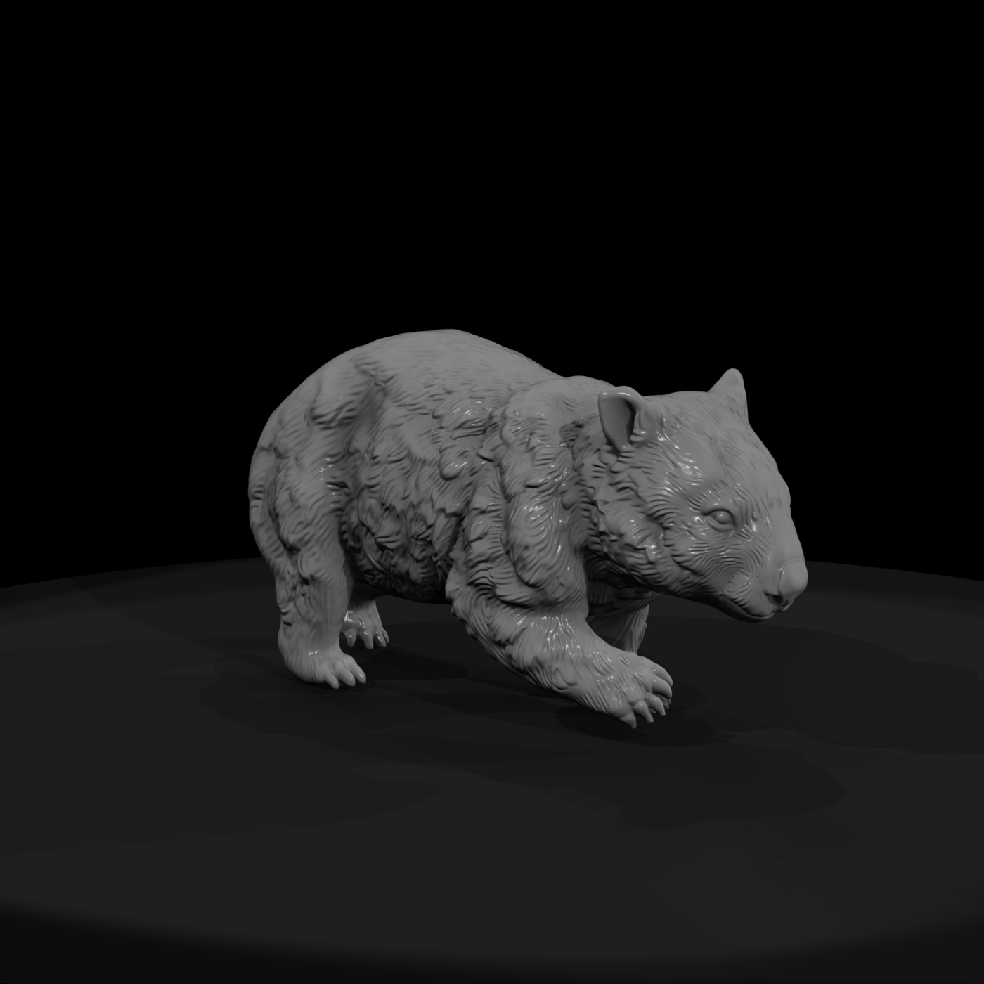 Young Wombat
