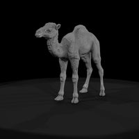 ant-216-dromedary-camel-adolescent-57b1e3 — thumbnail 2