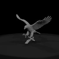 ant-113-bald-eagle-female — thumbnail 2