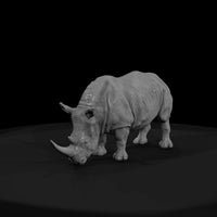 ant-031-white-rhinoceros-male — thumbnail 2