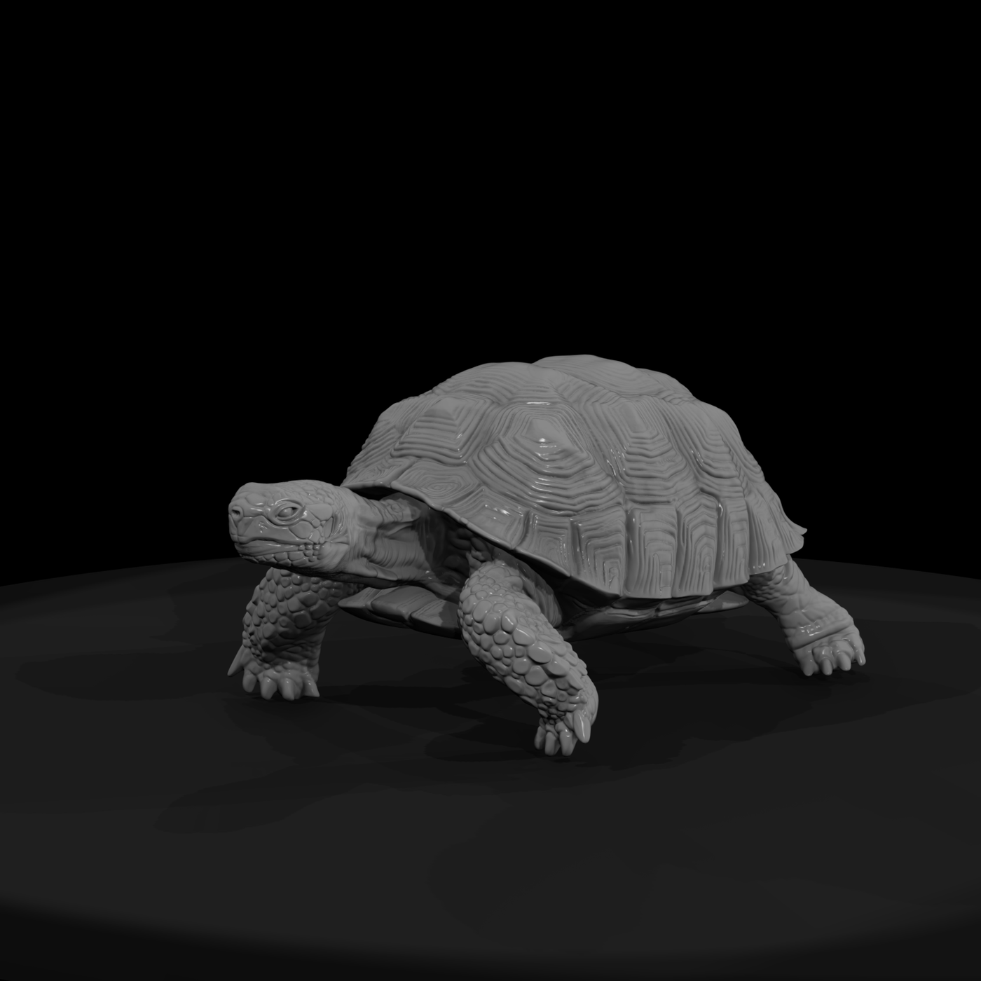Ww 0335 Animal Desert Tortoise