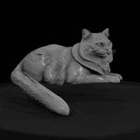 a-collection-of-housecats-himalayan-db334165-meshr — thumbnail 2