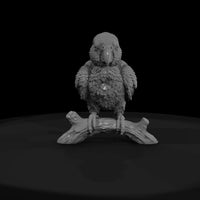 ant-135-eclectus-parrot-adolescent — thumbnail 2