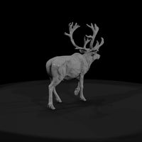 ant-061-caribou-male — thumbnail 2
