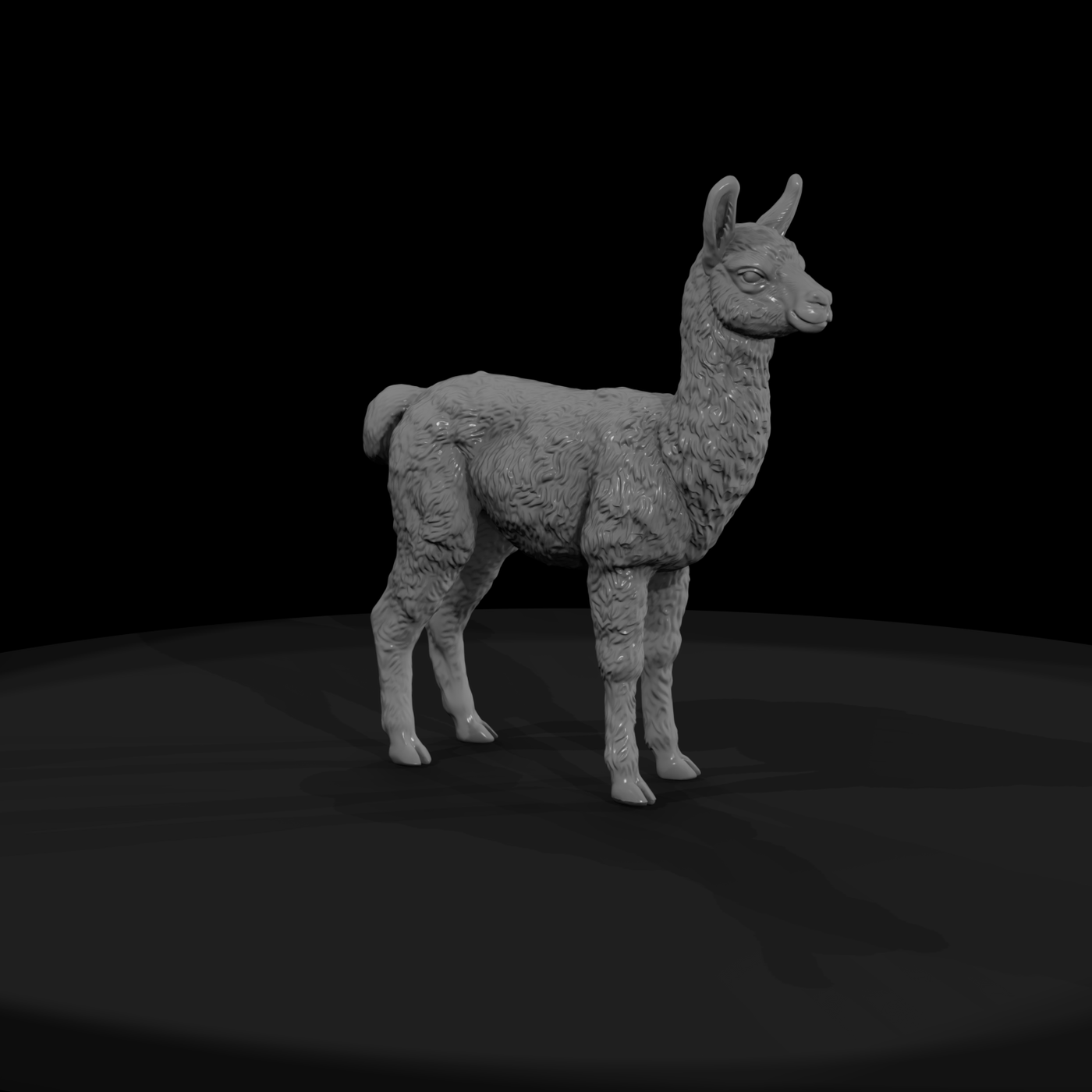 Young Llama