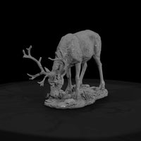 ant-062-caribou-female — thumbnail 2