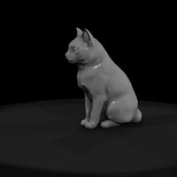 sitting_heterochromatic_white_cat_3d_model_xmjcc4u4 — thumbnail 2