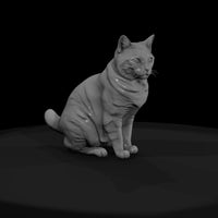 a-collection-of-housecats-manx-ab5ed3df-meshref — thumbnail 2
