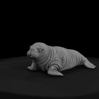 ant-144-walrus-adolescent — thumbnail 2