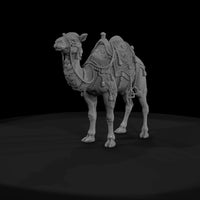 cir-122-animal-circus-camel — thumbnail 2
