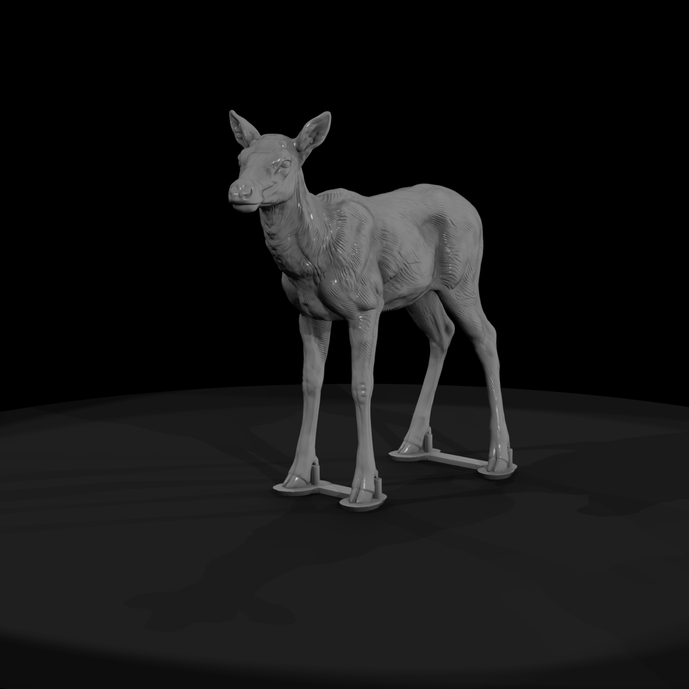 Young Elk Calf Standing