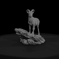 ant-056-bighorn-sheep-female — thumbnail 2