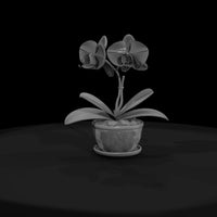 stylized-potted-moth-orchid-miniature-585965 — thumbnail 3