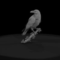 perched-raven-on-pine-branch-858575 — thumbnail 3