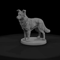 anim-11-border-collie-0762c7 — thumbnail 3