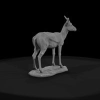 ant-239-springbok-female — thumbnail 2