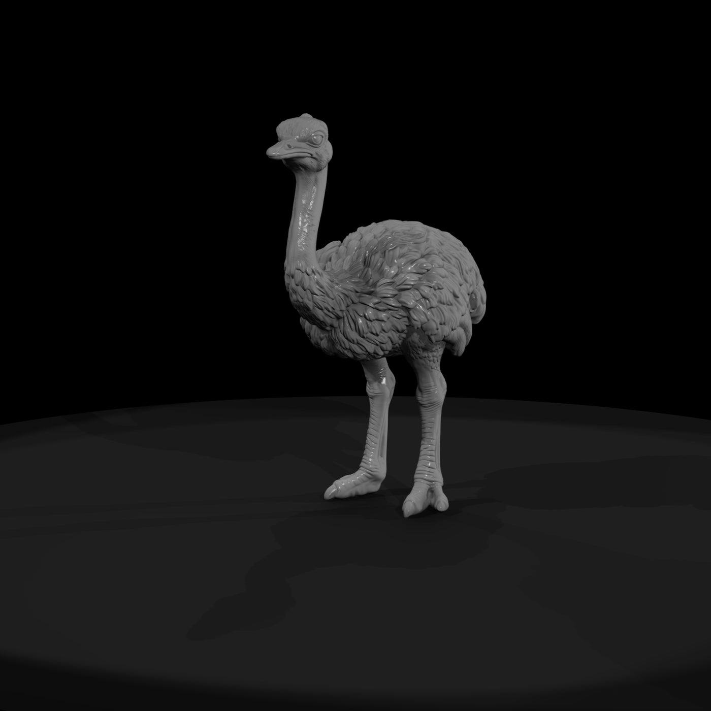 ant-084-ostrich-adolescent