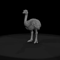 ant-084-ostrich-adolescent — thumbnail 2