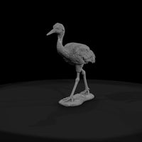 ant-132-sandhill-crane-adolescent — thumbnail 2