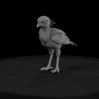 ant-294-secretary-bird-adolescent — thumbnail 2
