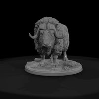 ant-271-musk-ox-male — thumbnail 2