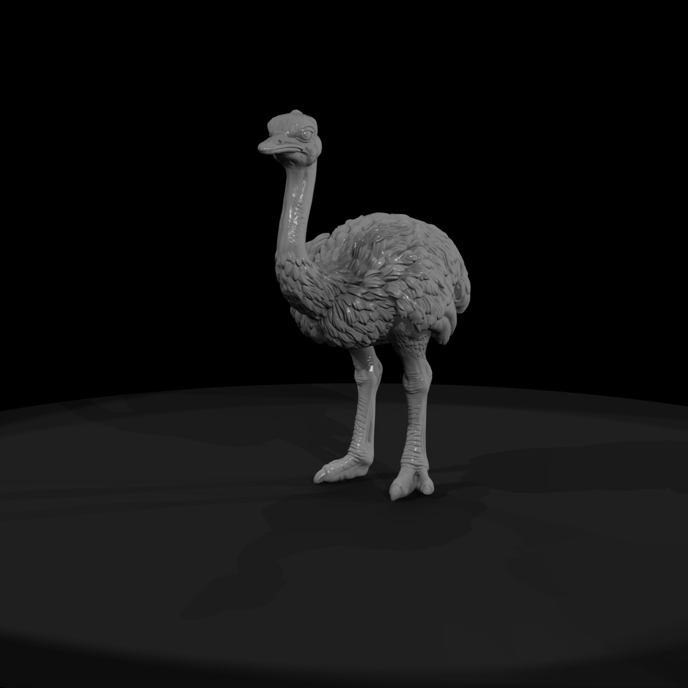 Young Ostrich Standing