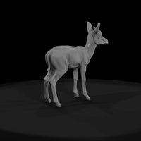 ant-240-springbok-adolescent — thumbnail 2
