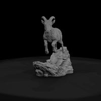 ant-057-bighorn-sheep-adolescent — thumbnail 2