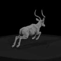 ant-064-impala-male — thumbnail 2