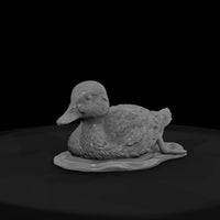 ant-090-mallard-adolescent — thumbnail 2