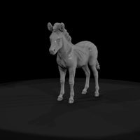 ant-030-plains-zebra-adolescent — thumbnail 2