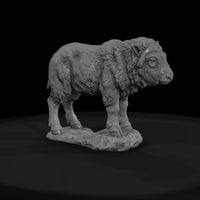 ant-273-musk-ox-adolescent — thumbnail 2