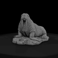 ant-142-walrus-male — thumbnail 2