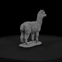 ant-220-alpaca-male — thumbnail 2