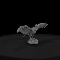 ant-296-andean-condor-female — thumbnail 2