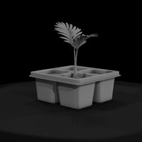 minimalist-seedling-tray-with-palm-saplings-329217 — thumbnail 3