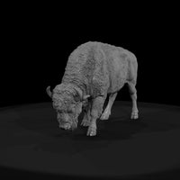 ant-050-american-bison-female — thumbnail 2