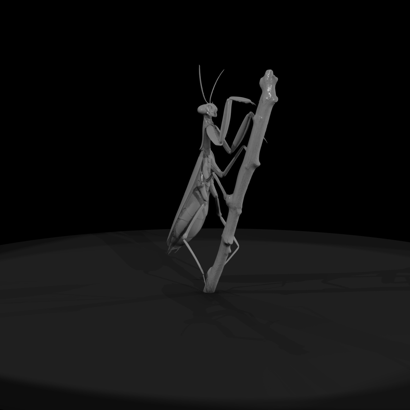 Praying Mantis — Accent