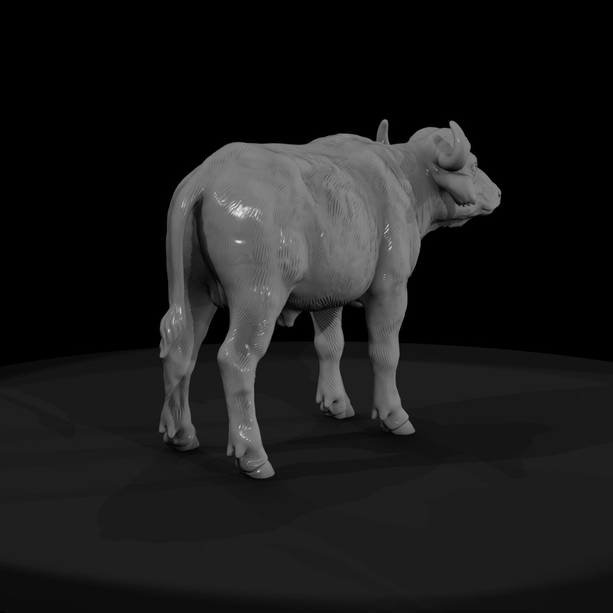 ant-225-cape-buffalo-adolescent