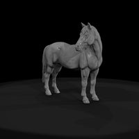 ww-0291-animal-pinto-pony — thumbnail 2