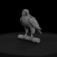 ww-0343-animal-red-tailed-hawk — thumbnail 2