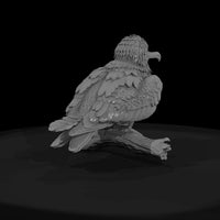 ant-138-frigatebird-adolescent — thumbnail 2