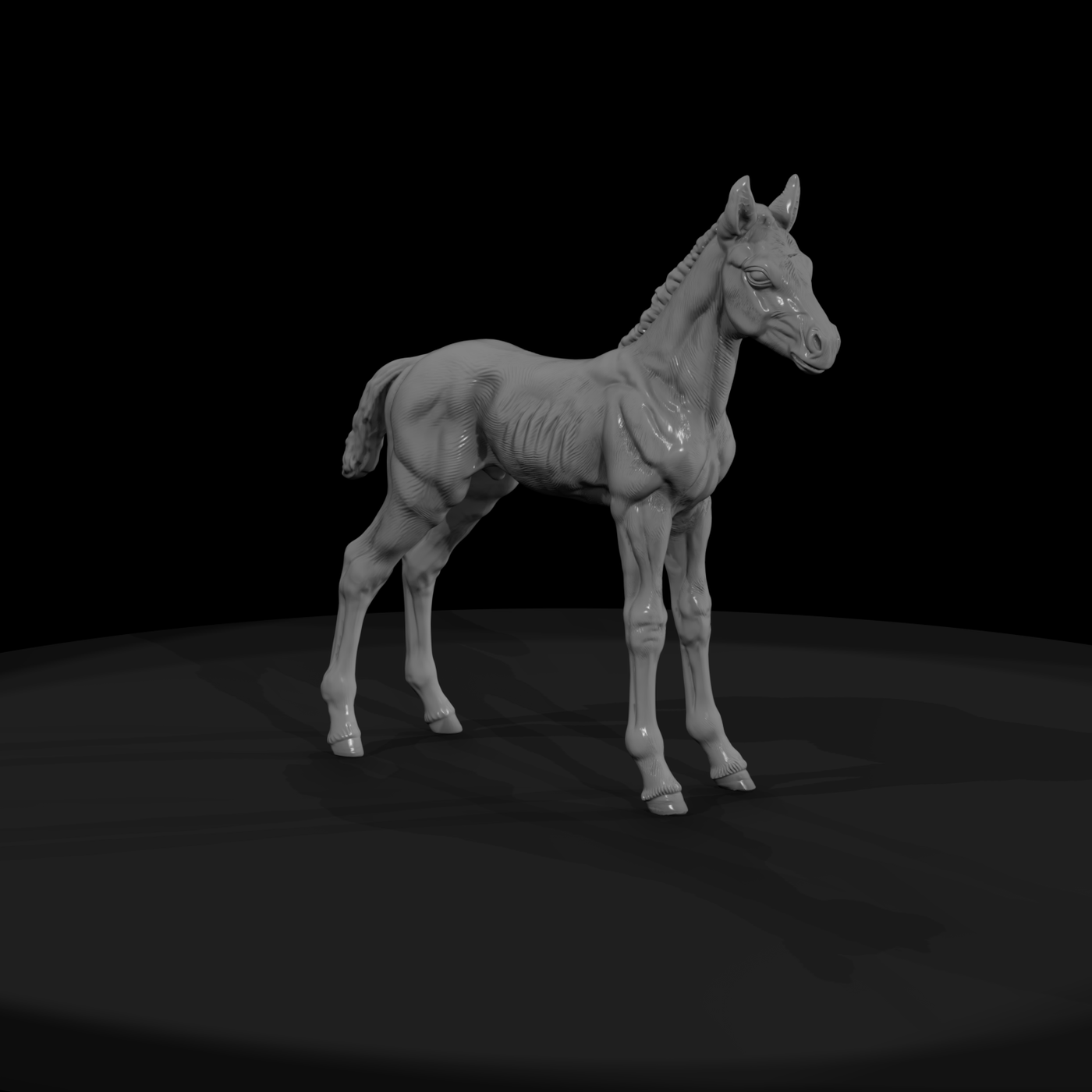 Ww 0289 Animal Foal