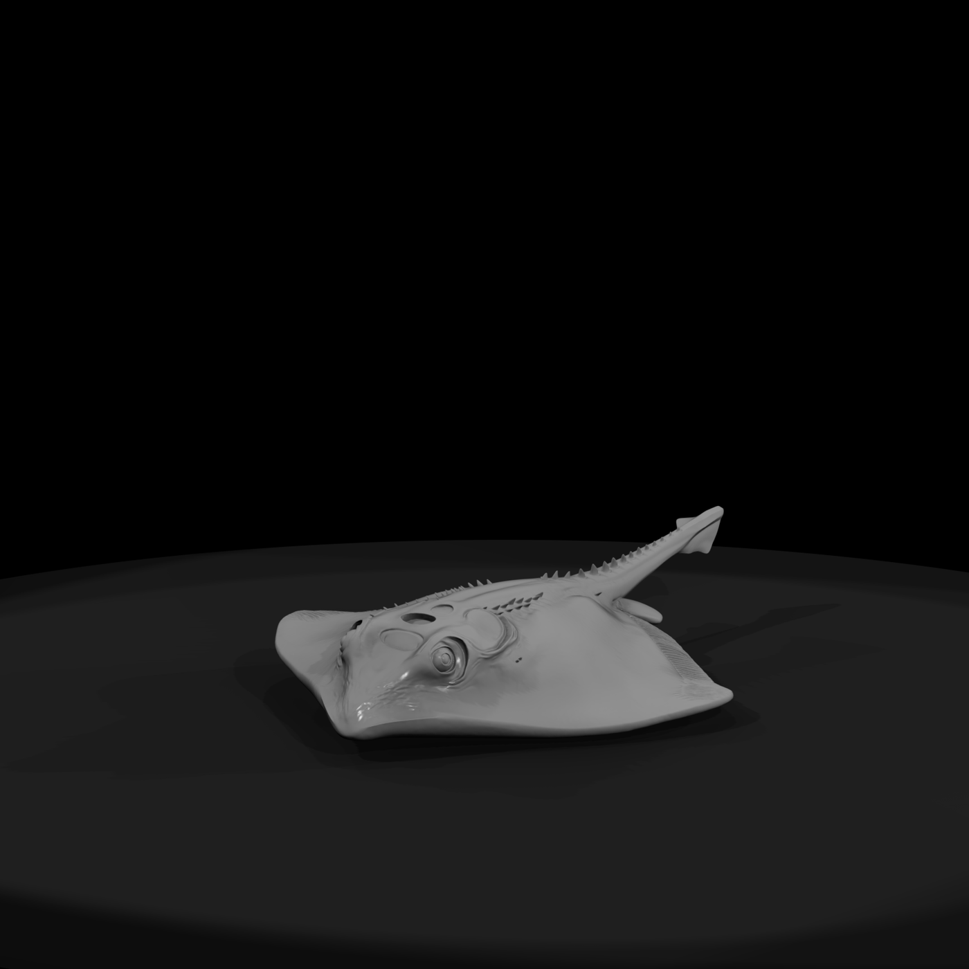 Detailed Stingray & Display