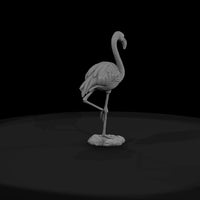 ant-127-greater-flamingo-male — thumbnail 2