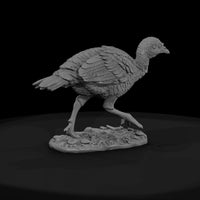 ant-102-wild-turkey-adolescent — thumbnail 2