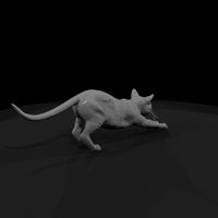 a-collection-of-housecats-gray-db27f8fd-meshref — thumbnail 3