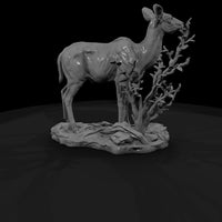ant-068-greater-kudu-female — thumbnail 3