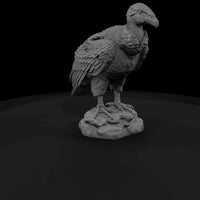 ant-297-andean-condor-adolescent — thumbnail 3