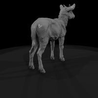 ant-249-waterbuck-adolescent — thumbnail 3